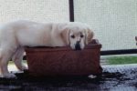 golden retriever