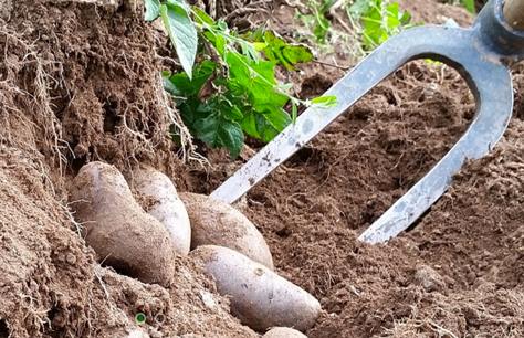 patate paysage a manger