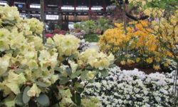 Euroflora
