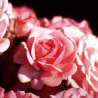 Rosa-rotellaro-G_1591826256.jpg
