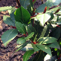 alloro1-G_452069481.gif