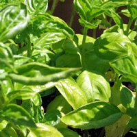 basilico1-G_678104461.gif