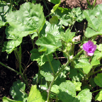 malva-G_1862326787.gif