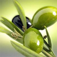 olive-G_395325906.jpg