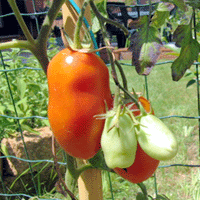 pomodoro1-G_2126646654.gif