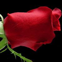 rose-G_549693084.jpg