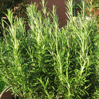 rosmarino3-G_860746085.gif