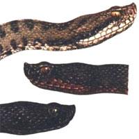 vipera1-G_338603101.jpg