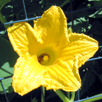 zucchina-fiore-2-G_2091690809.gif