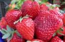 fragola-2-a