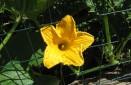 zucchina-fiore-a
