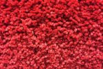 moquette