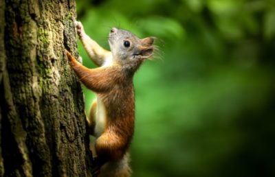 scoiattolo