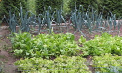 consociazione tra ortaggi