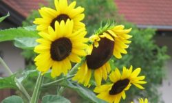 girasoli