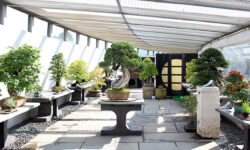 CRESPI Bonsai Museum