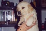 cucciolo