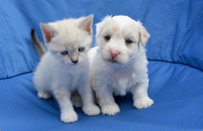 cuccioli cane e gatto