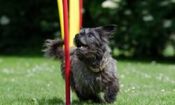 cane nel percorso di agility