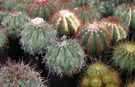 cactus