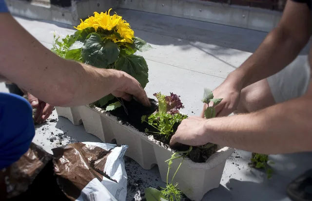 piantare fiori in vaso