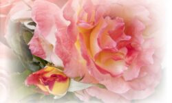 FLORUM 2008 Rosa San Marino