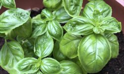 piantina di basilico