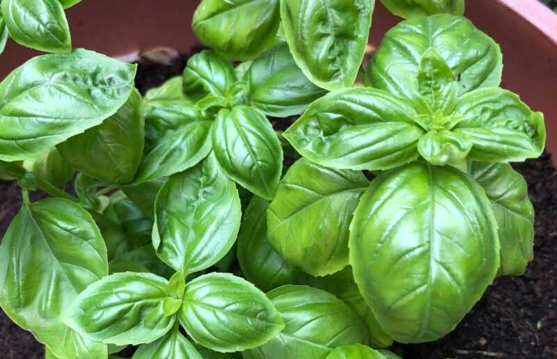 piantina di basilico