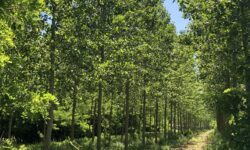 bosco di pioppi