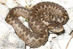 vipera