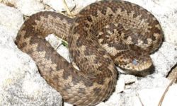 vipera