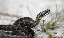Vipera in guardia