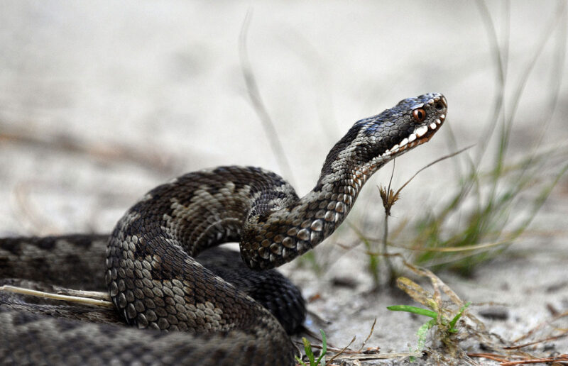 Vipera in guardia