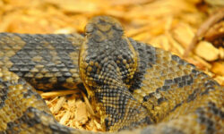 Vipera arrotolata
