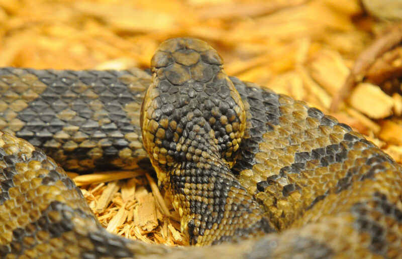 Vipera arrotolata