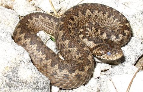 vipera