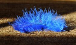 piuma azzurra sulla moquette