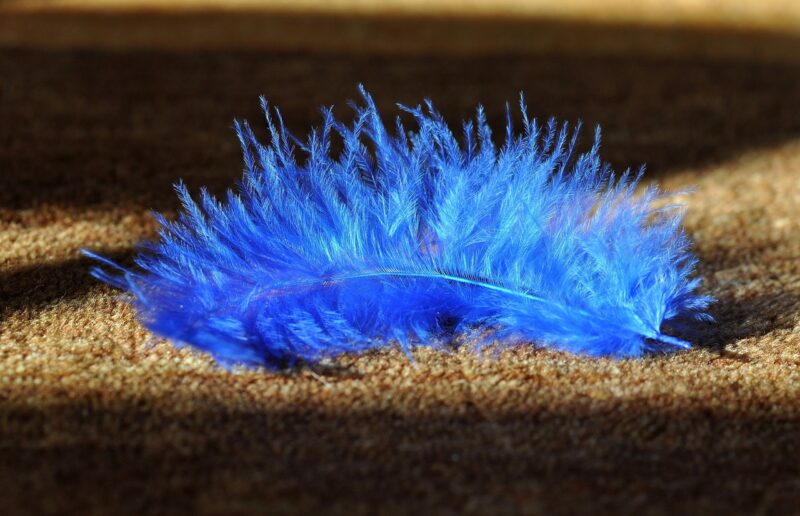 piuma azzurra sulla moquette