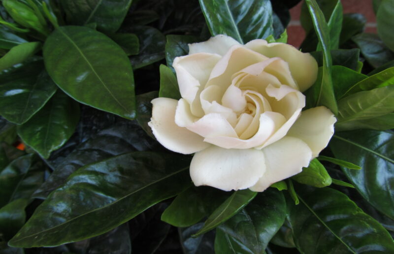 gardenia-2