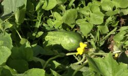 cetriolo nell'orto
