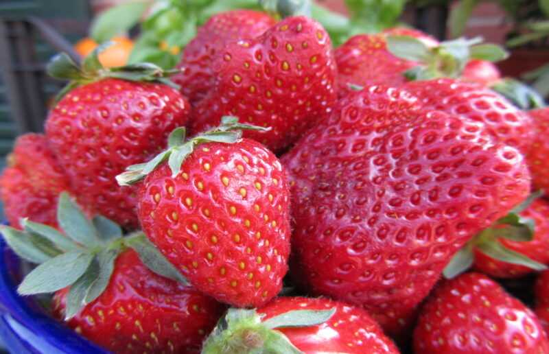 fragola-2