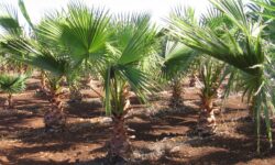 Marsala 2009 Port Aperte