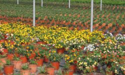 piante fiorite in serra