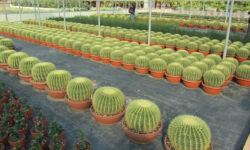 Marsala vivaio Ferracane 2011