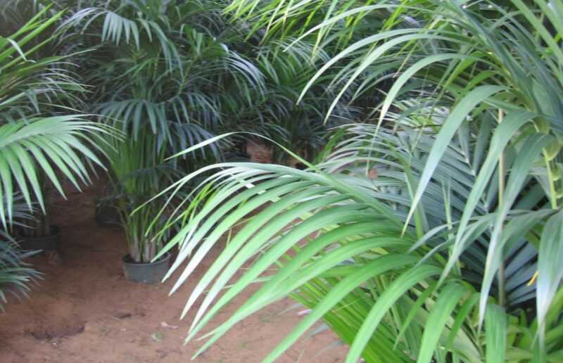 Marsala Martinico 2009