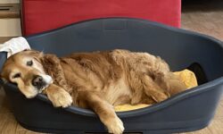 Golden retriever Filaria Leishmania