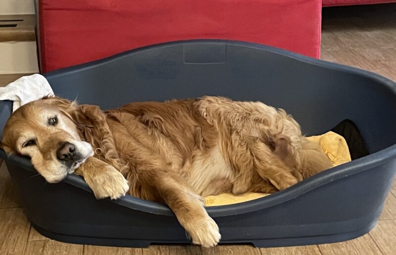 Golden retriever Filaria Leishmania