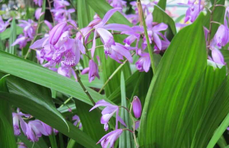 Bletilla striata-5