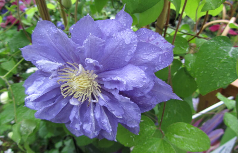 Clematis2