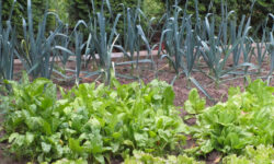 insalata e porri nell'orto
